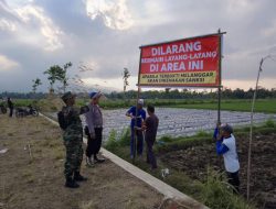 Babinsa dan Polisi Turun Tangan Larang Main Layangan di Sawah Grujugan, Petani: Tanaman Kami Hancur