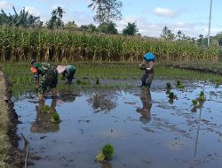 Tanam Padi Bareng Babinsa, Petani Kajar Optimis Hasil Panen Berlipat