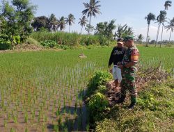Babinsa 0822 Dampingi Petani di Pujer Kab Bondowoso Pantau Pertumbuhan Padi Inpari 32