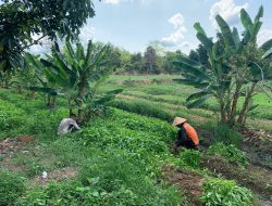 Implementasi 13 Program Akselerasi Menteri Imipas, Lapas Kayuagung Lakukan Kegiatan Ketahanan Pangan