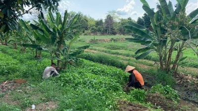 Implementasi 13 Program Akselerasi Menteri Imipas, Lapas Kayuagung Lakukan Kegiatan Ketahanan Pangan