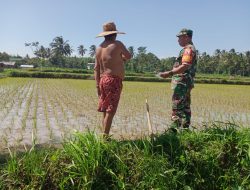 Babinsa Mengok Pantau Pertumbuhan Padi Inpari 32, Petani Semakin Semangat