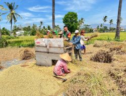 Babinsa 0822 Bersama Warga Binaan Panen Padi, Wujud Nyata Dukungan Hanpangan di Kab Bondowoso