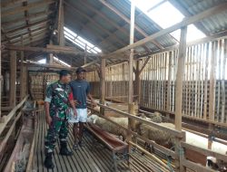 Babinsa 0822 Dampingi Monitoring Peternakan Kambing di Desa Binaan