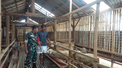 Babinsa 0822 Dampingi Monitoring Peternakan Kambing di Desa Binaan