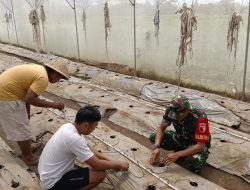 Babinsa Petung Dampingi Petani Cabe