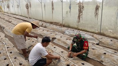 Babinsa Petung Dampingi Petani Cabe