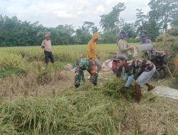 Babinsa Sertu Fauzi Dampingi Petani di Curahdami, Bukti Kedekatan TNI dengan Rakyat