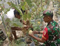 Babinsa Sertu Fauzi Dampingi Petani Melon Tingkatkan Produktivitas Pertanian