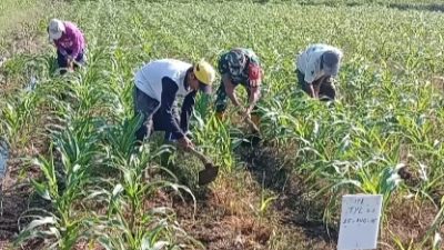 Akrab Dan Humanis, Babinsa Kodim 0822 Eratkan Silaturahmi Bersama Petani