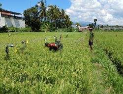 Babinsa Badean Dampingi Petani Tingkatkan Luas Tanam Padi