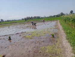 Babinsa Dawuhan Dampingi Petani Perluas Lahan Tanam Padi Dorong Produktivitas Pertanian di Tengah Musim Tanam Kedua