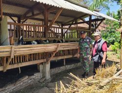 Sinergi Babinsa dan BUMDes Dawuhan, Peternakan Kambing Jadi Sumber Ekonomi Baru Warga