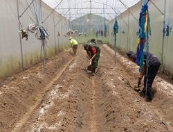 Cangkul Babinsa, Semangat Petani: Gotong Royong Siapkan Lahan Cabai di Curahdami