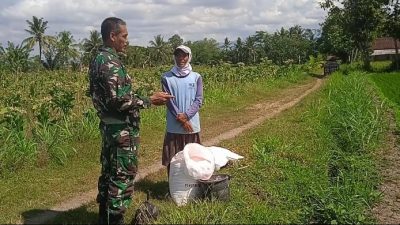 Babinsa Tangsil Kulon Dampingi Petani Rawat Padi Demi Ketahanan Pangan Daerah