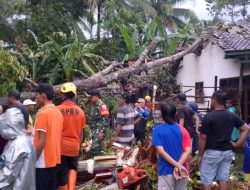 Pohon Durian Tumbang Timpa Rumah Warga Akibat Angin Kencang di Pujer