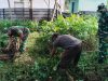Hijaukan Bumi, Wariskan Manfaat: Koramil 0822/02 Curahdami Siapkan Penanaman Pohon Keras untuk Generasi Mendatang
