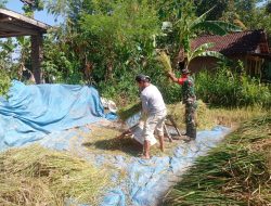 Babinsa Bantu Petani Tegal Mijin Percepat Panen Padi Inpari 64