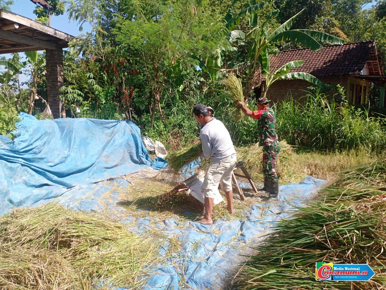 Babinsa membantu petani Desa Tegal Mijin memanen padi varietas Inpari 64 di Bondowoso.