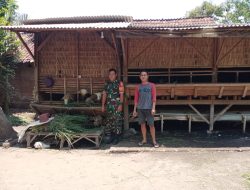 Babinsa Dampingi Peternak Kambing, Warga Dusun Rancang Dapat Ilmu Perawatan Ternak Sehat