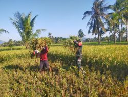 Babinsa Dampingi Petani Panen Padi Impari 32, Hasil Melimpah di Gayam Lor