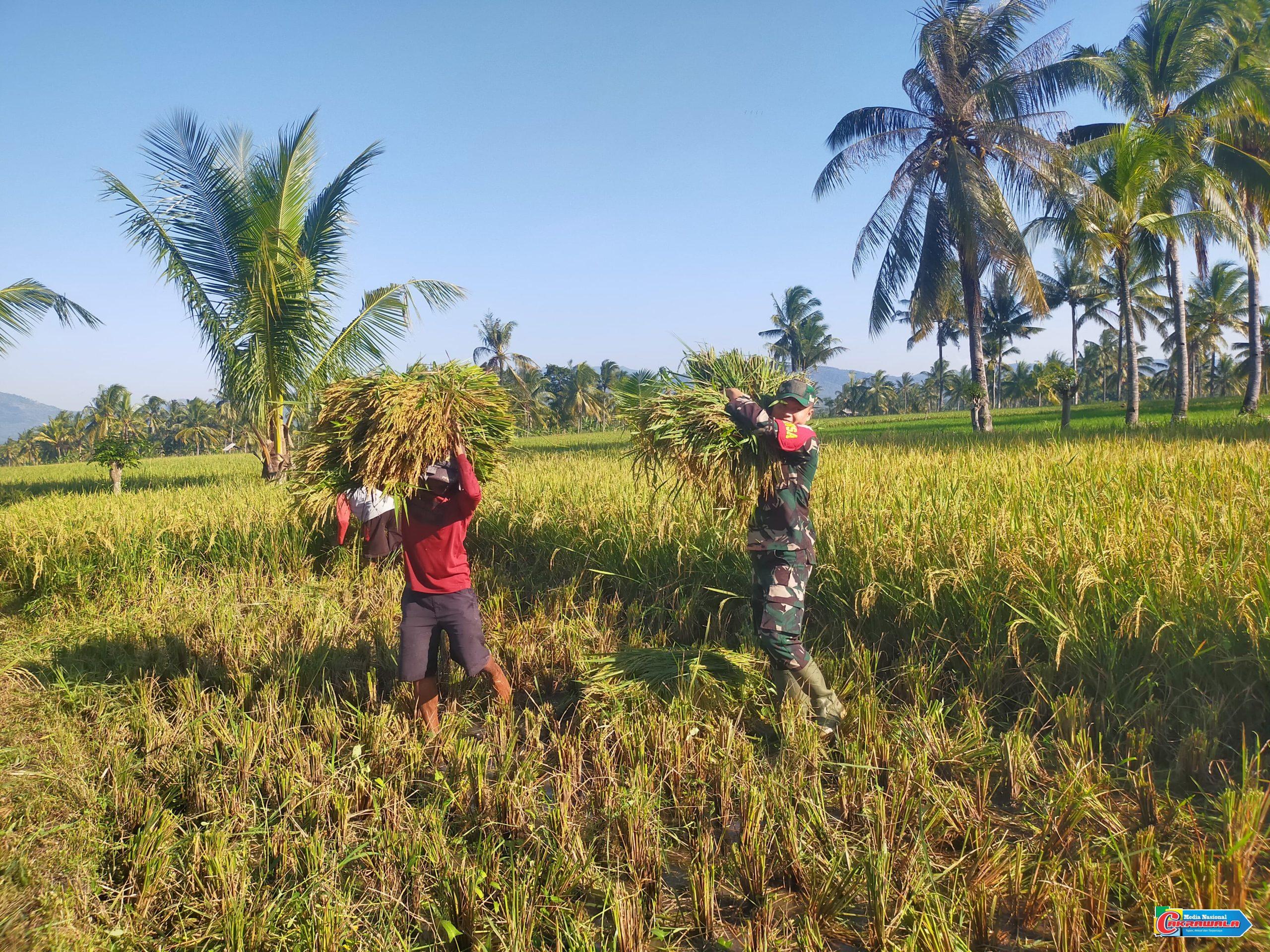 Babinsa dampingi petani panen padi Impari 32 di Desa Gayam Lor Bondowoso