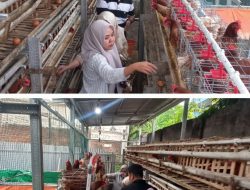 Ketahanan Pangan Peternak Ayam dan Ikan Lele Dikelurahan Sememi Kecamatan Benowo