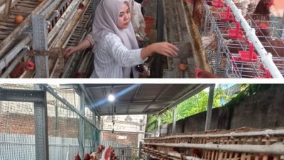 Ketahanan Pangan Peternak Ayam dan Ikan Lele Dikelurahan Sememi Kecamatan Benowo