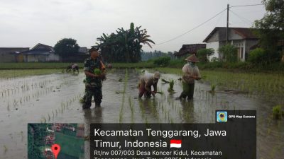 Meski Hari Libur, Babinsa Tetap Hadir di Sawah Bantu Petani Tingkatkan Produksi Pangan