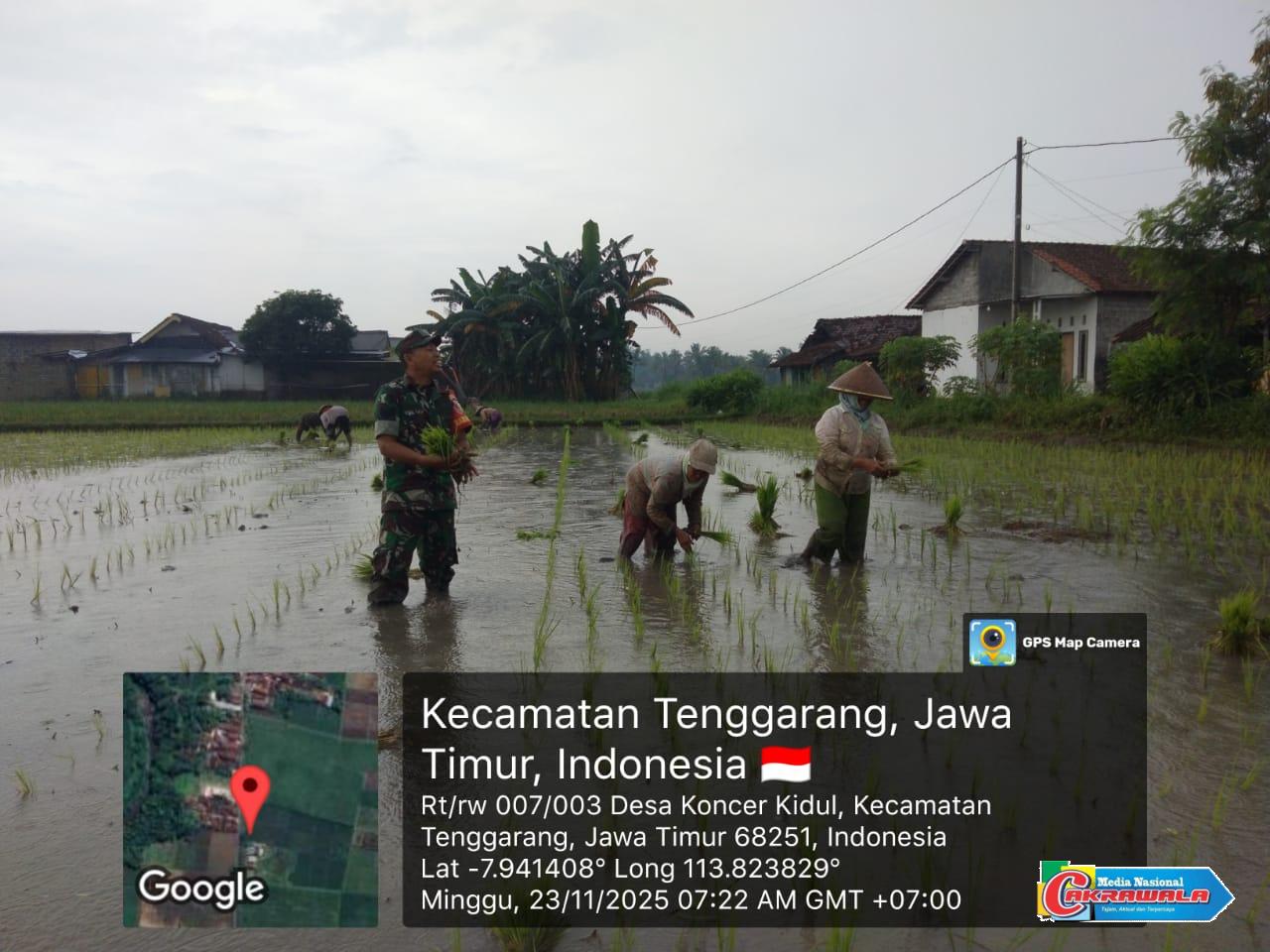 Babinsa mendampingi petani menanam padi di sawah Desa Koncer Kidul Bondowoso.
