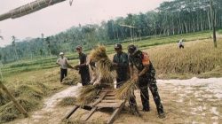 babinsa dampingi ketahanan pangan di Desa Patemon Kecamatan Pakem