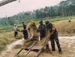 Babinsa Gerak Cepat Dampingi Ketahanan Pangan, Lahan Warga Kembali Produktif!