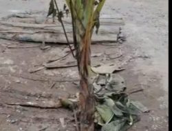 Akses Terhambat Akibat Jembatan Jebol:  Penghubung Tebedak-Payaraman,Ditanami Pohon Pisang Bentuk Protes Warga