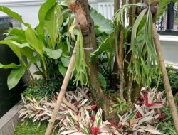 Membangun Hunian Masa Kini: Panduan Desain Rumah Sehat, Minimalis, dan Berkelanjutan