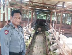 Aipda Agus, Polisi Desa yang Sukses Jadi Peternak Domba