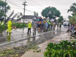 Polsek Kota Bondowoso “Gercep” Evakuasi Pohon tumbang