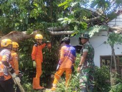 Aksi Cepat Serma Fachrizal! Babinsa Jambesari Gerakkan Gotong Royong Bersihkan Tiga Desa Pasca Puting Beliung