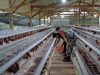 Babinsa Belajar Peternakan Ayam Petelur Bareng BUMDes! Ternyata Begini Rahasia Sukses Usaha di Petung