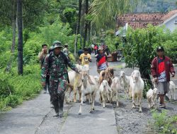 Serda Debby Elmansyah Evakuasi Hewan Ternak Warga Sumberlangsep Demi Cegah Kerugian Pasca Banjir Lahar Dingin Semeru
