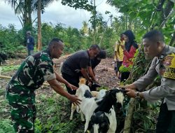 Bantuan 30 Kambing PE ke Kelompok Ternak Abadi, Babinsa Pastikan Penyaluran Tepat Sasaran