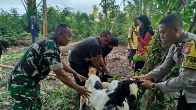 Bantuan 30 Kambing PE ke Kelompok Ternak Abadi, Babinsa Pastikan Penyaluran Tepat Sasaran