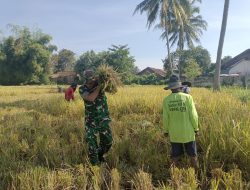 Babinsa Desa Petung Dampingi Panen Padi, Wujud Nyata Dukungan Ketahanan Pangan