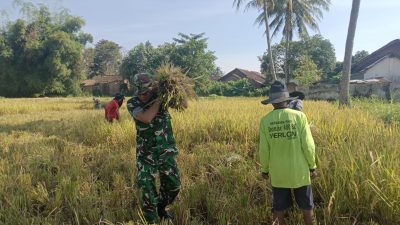 Babinsa Desa Petung Dampingi Panen Padi, Wujud Nyata Dukungan Ketahanan Pangan