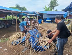 Polresta Banyuwangi Bongkar Arena Judi Sabung Ayam