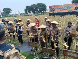Panen Raya Jagung Serentak Kwartal I, Polda Jatim Dorong Ketahanan Pangan