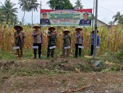Danramil Wonosari Hadiri Panen Raya Jagung Serentak, Perkuat Ketahanan Pangan Bondowoso