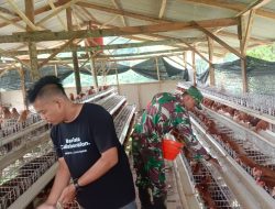 Babinsa Masuk Kandang Ayam! Aksi Tak Terduga di BUMDes Petung Ini Bikin Warga Salut