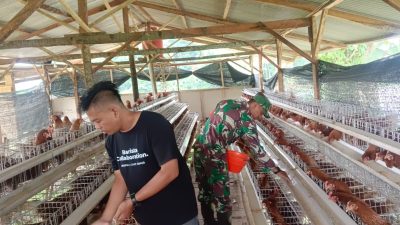 Babinsa Masuk Kandang Ayam! Aksi Tak Terduga di BUMDes Petung Ini Bikin Warga Salut