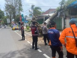 Patroli Sat Samapta Polres Bondowoso gercep menerima laporan pohon tumbang oleh masyarakat