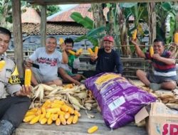 Panen Jagung Program Ketahanan Pangan di Desa Ulak Segara Dihadiri Bhabinkamtibmas Polsek Muara Kuang